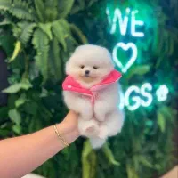 سگپامرانین.اصل وارداتی|سگ|تهران, هوانیروز|دیوار