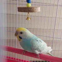 مرغ عشق جفت|پرنده|رشت, گلسار|دیوار