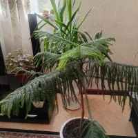 گل زیبای پانداتوس کاج مطبق|گل و گیاه طبیعی|شیراز, درکی|دیوار