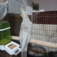 یک جفت عروس هلندی جوان|پرنده|اقبالیه, |دیوار