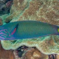 راس سبز خلیجی ابشور