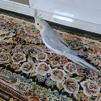 عروس هلندی