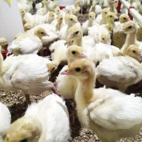 بوقلمون بیوتی6 زرین فوق سنگین
