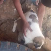 معا مضه با کفتر المانی