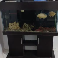 اکواریوم