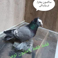 کبوتر .پرشی،پرستویی آلمانی وارداتی،ساکسون بخارا|پرنده|قدس, شهر‌قدس|دیوار