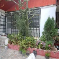 کاکتوس بلند قدیمی