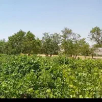 باغ انگور نمازگاه..