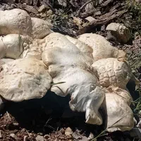قارچ فروش