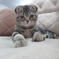 اسکاتیش سه ماهه نر