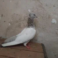 ماده سینه ای سرور سبز