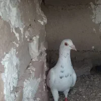 کبوتر پرشی