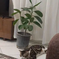 گمشده** مژدگانی ۱۰ میلیون|حیوانات|الوند, |دیوار