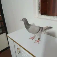 هفرنگ خطی|حیوانات|تاکستان, |دیوار