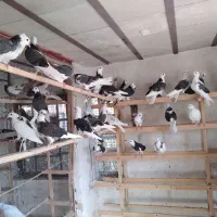 کبوتر جوجه|پرنده|تهران, آبشار|دیوار