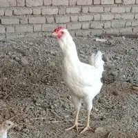 خروس گلین طوسی