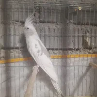 ۲ عددعروس هلندی نر بالغ