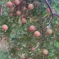 انار زیرتنگ سیاب