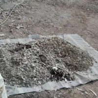 فضله کبوتر|پرنده|رضویه, |دیوار