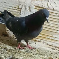 کفتر خوب|حیوانات|قم, نیروگاه|دیوار