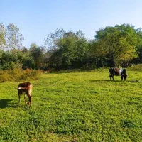 گاو گوساله محلی|حیوانات مزرعه|املش, |دیوار