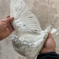 هفت رنگ|پرنده|سبزوار, ایزی شهر|دیوار