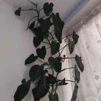 گل فیلو دندرون|گل و گیاه طبیعی|آبیک, |دیوار