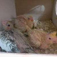 یک جفت عروس هلندی بالغ و کارداده|پرنده|فردوس (خراسان), |دیوار