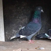 کبوتر پرشی بهشرط|پرنده|رشت, حومه رشت|دیوار