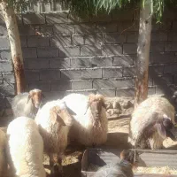 باسلام چند تا گوسفند  جوان  داشتی به فروش میرسد|حیوانات مزرعه|زرین آباد, |دیوار