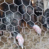 بوقلمون'محلی