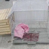 قفس عروس هلندی و قناری