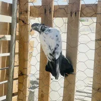 کبوتر