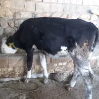 گوساله سیمینتال ماده