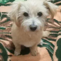 سگ شیتزو پاکوتاه رایگان