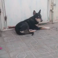 سگ دزدیده شده