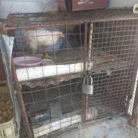 قفس دو طبقه