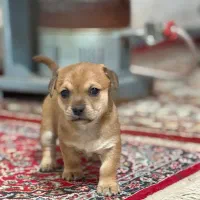 واگذاری سگ|سگ|بجنورد, |دیوار