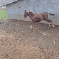 مادیون|اسب و تجهیزات اسبسواری|ایذه, |دیوار