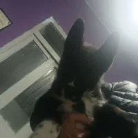 سگ سامویید و ژرمن|سگ|بجنورد, |دیوار