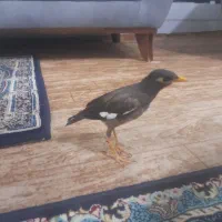 یک عدد میناویک عروس هلندی دستی