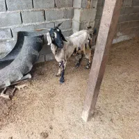 بز تیپ تیپی جوان|حیوانات مزرعه|آزادشهر, |دیوار