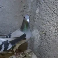 کبوتر پلاکی ماده