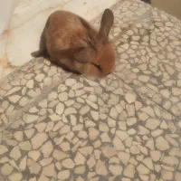 خرگوش پشمالو لپ