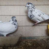 تهرانی ساعت بالا|پرنده|اصفهان, قهاب جنوبی|دیوار