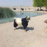پازن|حیوانات مزرعه|بانش, |دیوار