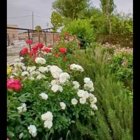 باغبانی، سرایداری ونگهبانی