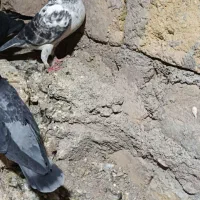 ماده سوسکی کلاغی