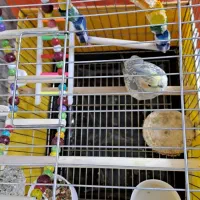 عروس هلندی ماده دستی|پرنده|تهران, شهرک ولیعصر جنوبی|دیوار