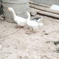3عدد غاز یکی نر دوتا ماده